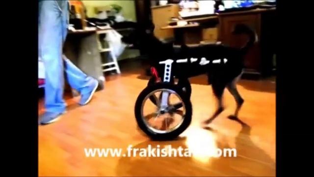 Инвалидная коляска для собак для передних лап / Dog wheelchair for front limbs смотреть онлайн