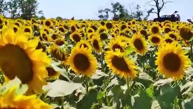 Подсолнухи Крыма. смотреть онлайн