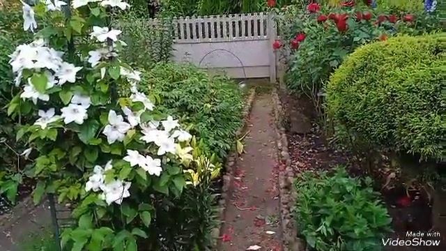 Клематис из семян. Много смотреть онлайн