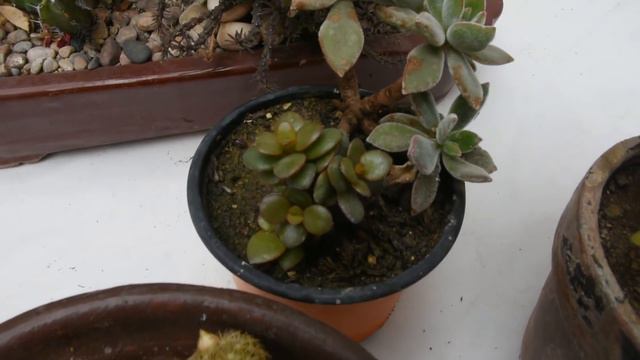 Floración de algunas suculentas смотреть онлайн