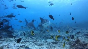 Нападение акулы в Красном море. Почему так происходит и как этого избежать.