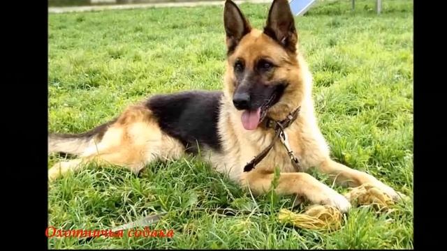 Звук лай Немецкой овчарки