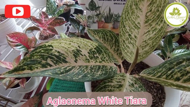 Aglaonema White Tiara