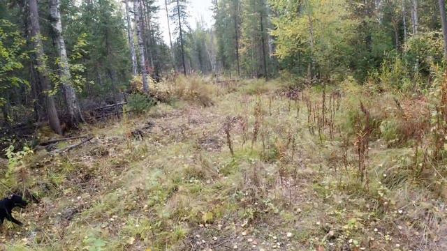 ОХОТА. ГОТОВИМСЯ К СПЛАВУ ПО РЕКЕ. ГОТОВИМ ШАШЛЫК ИЗ РЯБЧИКА. Часть 1. смотреть онлайн