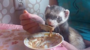 Хорек кушает :)