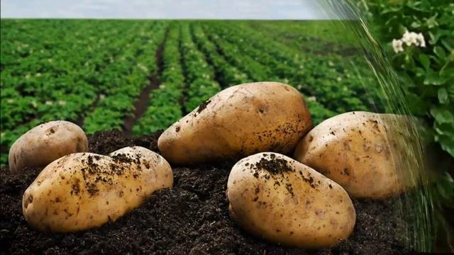 "История картошки и тыквы" смотреть онлайн