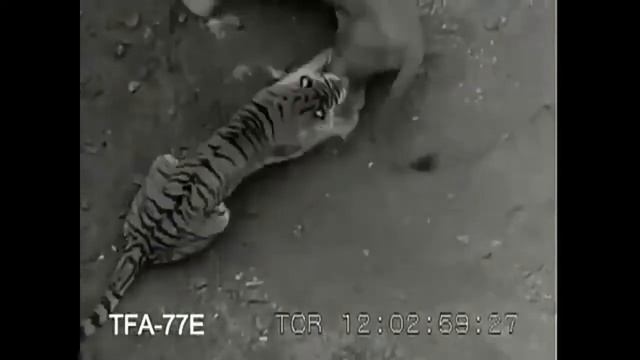 Две тигрицы против четырех львов бой 1946 года разоблачен. смотреть онлайн