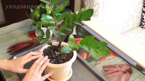 Почему не растет Замиокулькас? Быстрое решение проблемы!