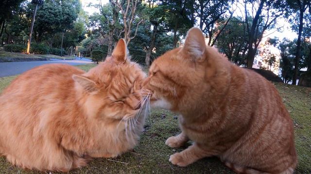 仲間の顔をペロペロと舐めてあげる茶トラ猫 смотреть онлайн