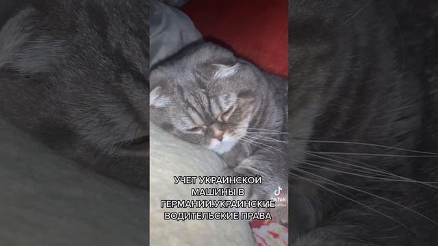 Учет машины на украинских номерах,как долго можно ездить с украинскими водительскими правами. смотреть онлайн
