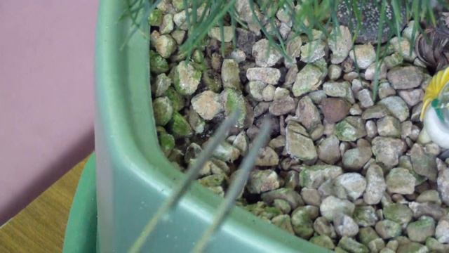 Удобрения для бонсай | Часть 2 смотреть онлайн