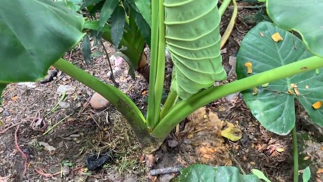 Alocasia Odora (Elephant Ear)