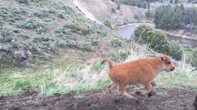 Yellowstone Bison Full смотреть онлайн