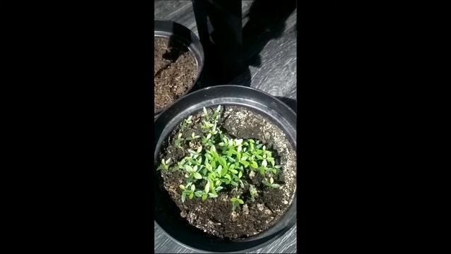 Фейхоа смотреть онлайн