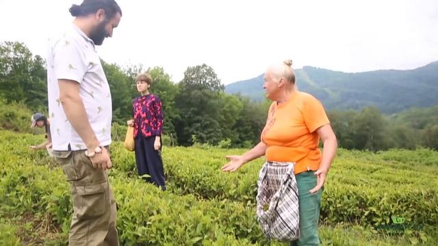 Русский Чай. Часть Первая. Сборщица Ольга Крупская . Плантация чая Кимун (Цихун), Краснодарский кра смотреть онлайн