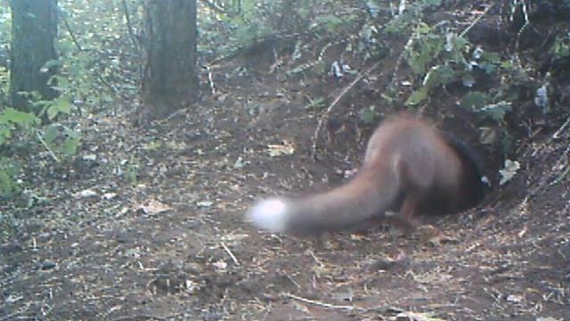 Две молодые лисички смотреть онлайн