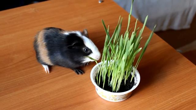 Meet Chuck the adorable and smart guinea pig | Знакомтесь - умная морская свинка Чак смотреть онлайн