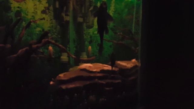 Ancistrus Sp. `PUERTO AYACUCHO`