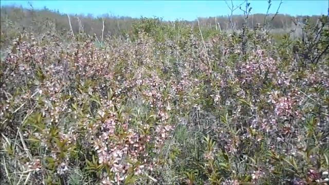 дикий миндаль и косуля смотреть онлайн