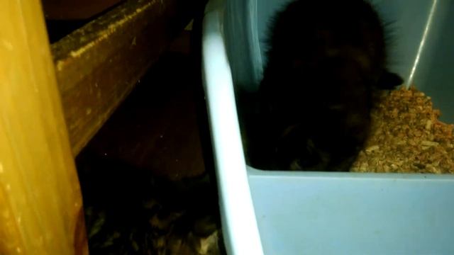 Как приучить к лотку с наполнителем маленького котенка смотреть онлайн