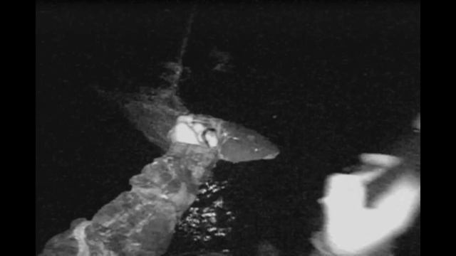 САЗАН РВЕТ СЕТИ ! Рыбалка на Сазана на СЕТЬ ! На Урале отличная рыбалка !!! смотреть онлайн