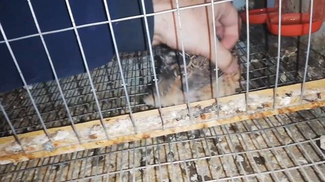 Определяем пол у перепелов смотреть онлайн