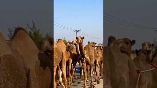 Hewan Unta (Camel) Hewan Padang Pasir#short#shortfunds смотреть онлайн
