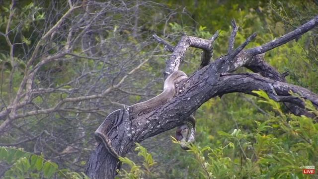 (Monty) the Southern African Python strikes again. смотреть онлайн