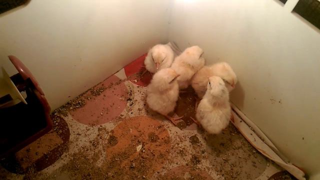 Радостные взгляды