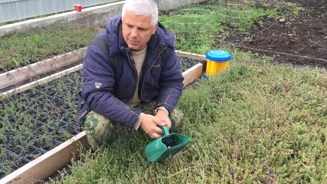 Сбор урожая клюквы Пилигрим смотреть онлайн