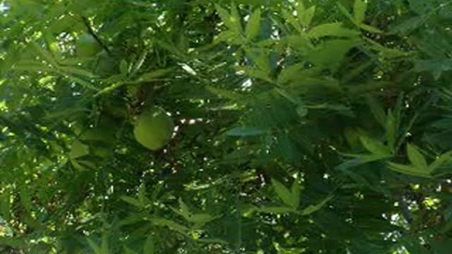 Xanthoceras sorbifolium and Viburnum opulus Nadide Yiğitbaş смотреть онлайн