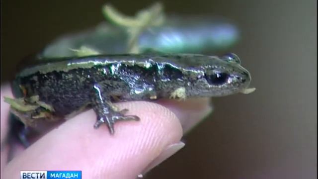 Эффективно лечить помогут тритоны и лягушки смотреть онлайн