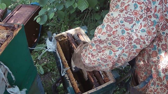 Пересадка роя из ловушки 6СЕРИЯ Пчеломатка в кадре смотреть онлайн