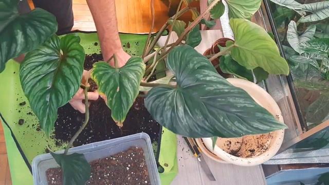 Филодендрон Плавмани / Philodendron Plowmanii / ПЕРЕСАДКА / РАЗМНОЖЕНИЕ /ГРУНТ