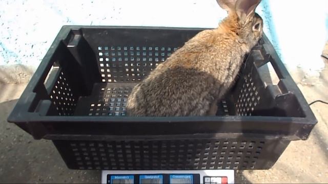 Содержание кроликов в группе и по одиночке.!!! В чем разница??? смотреть онлайн