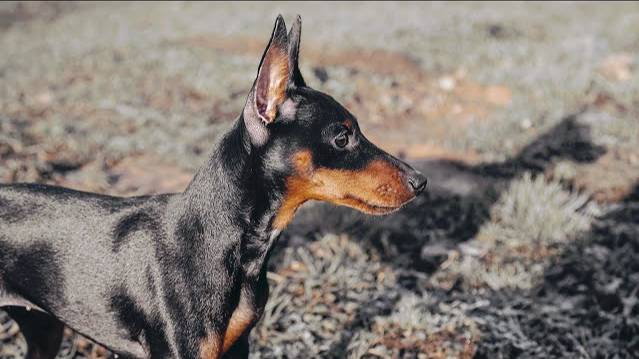 Догтренинг 130. Грациозный цвергпинчер Юки - заочник проекта Догтренинг!