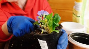 Почему гибнут примулы? Что делать?