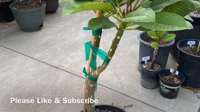 Plumeria Cutting Update from July 2022 смотреть онлайн