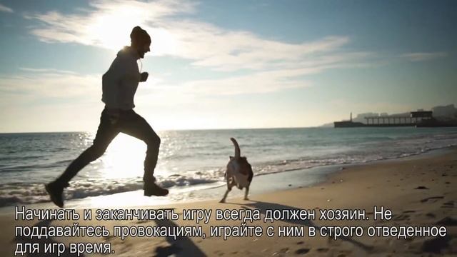 10 шагов к успешному воспитанию собаки! Как воспитать собаку? смотреть онлайн