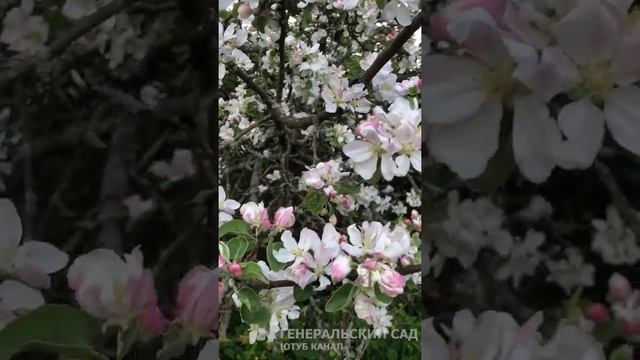 Эффективное средство от вредителей. Обработка яблони всего сада от плодожорки после цветения #short смотреть онлайн