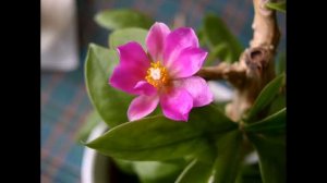 Переския : уход в домашних условиях, пересадка, виды с фото.