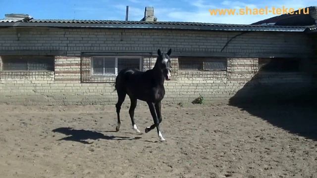 Siyavush Shael (Sayvan - Jennet Shael) 3 y.o. Akhalteke horses, sale. Ахалтекинские лошади, продажа смотреть онлайн