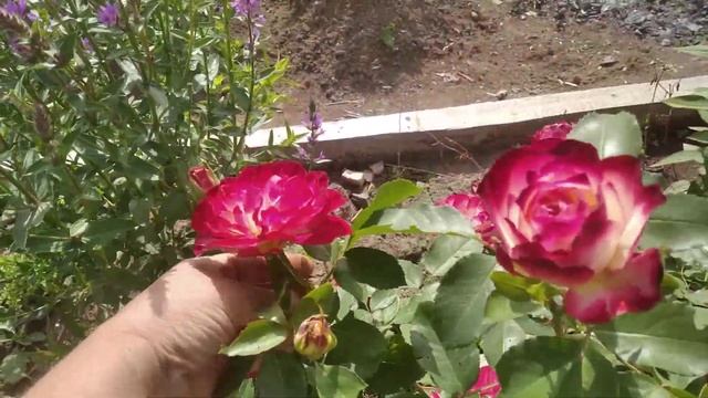 Роза Юбилей принца Монако.15 июля. смотреть онлайн
