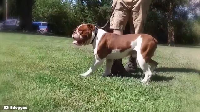 These Are 10 Bulldog Breeds смотреть онлайн