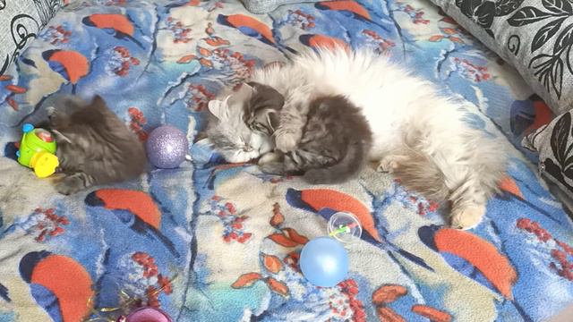 Милые котята с мамашей 😻 Funny kittens with their mother смотреть онлайн