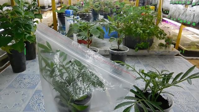 ???КАК ВЫРАСТИТЬ БАРХАТЦЫ ИЗ ЧЕРЕНКА ! Рассада Бархатцев быстро !   How To Grow Marigold