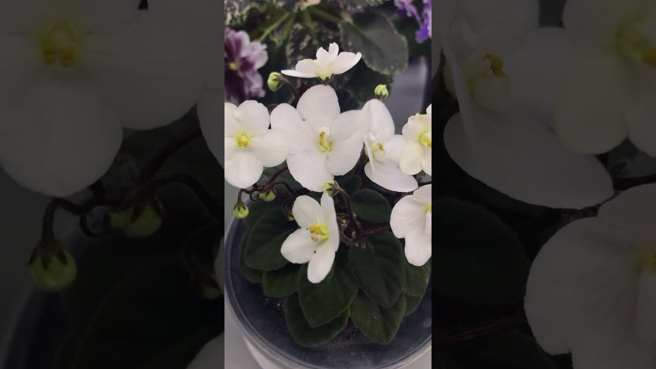 Белого цветочка вам в ленту!