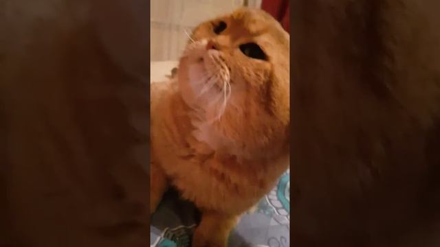 Золотая шиншилла .Кот Байкал из питомника Золотой Замок.Скоттишфолд в Берлине. смотреть онлайн