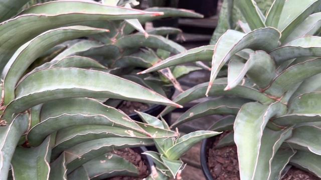 Plant shopping in Niagara (Hoya and houseplants) смотреть онлайн