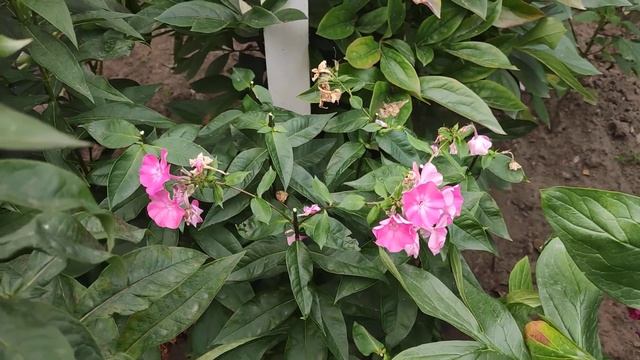 Флоксы метельчатые.Как продлить цветение флоксов. ?? смотреть онлайн